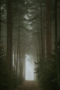 Image: Dark woodlined path through a forest with the faint outline of a human-looking monster in the mist.