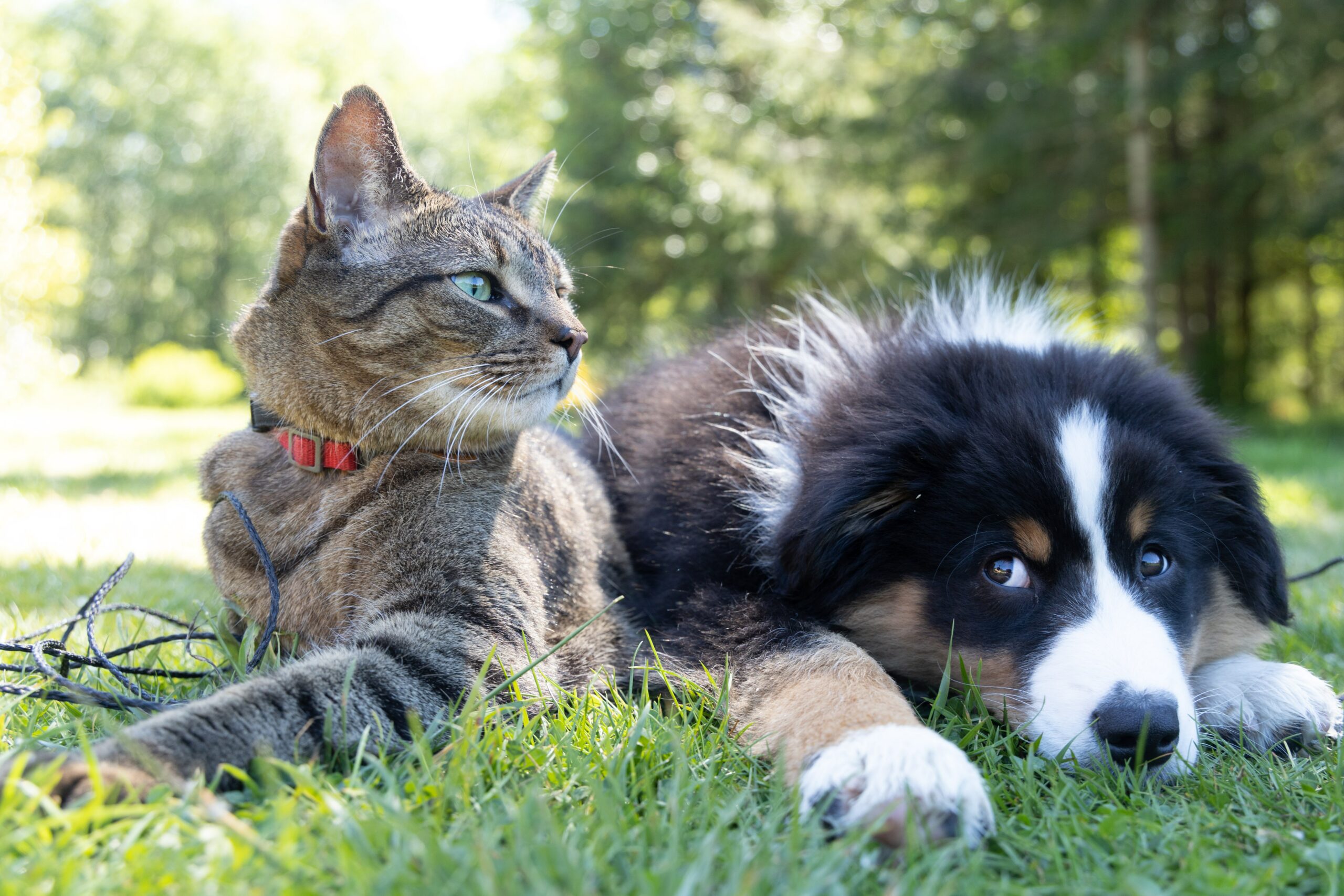 Cats and Dogs: Tips to Know Before Owning Them